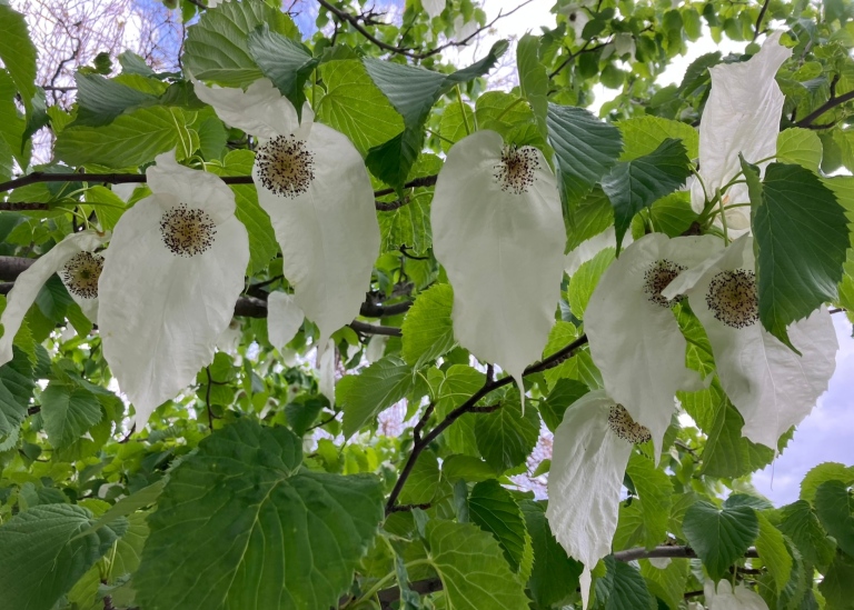 trädgårdens näsduksträd i blom