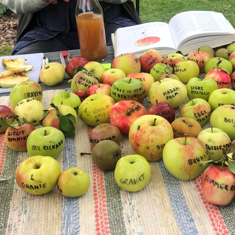 Olika äppelsorter på display