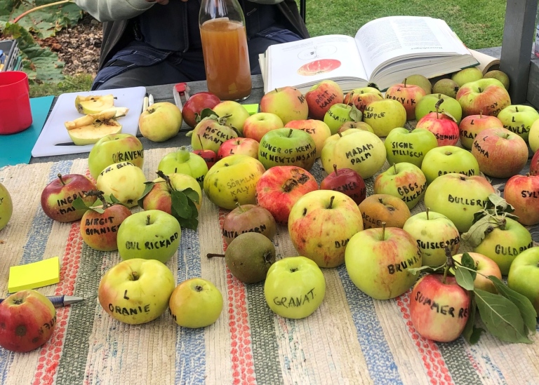 Olika äppelsorter på display