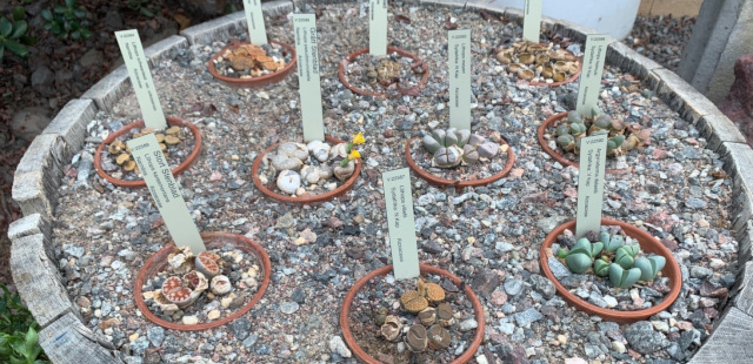 Levande stenar från Edvard Andersons växthus