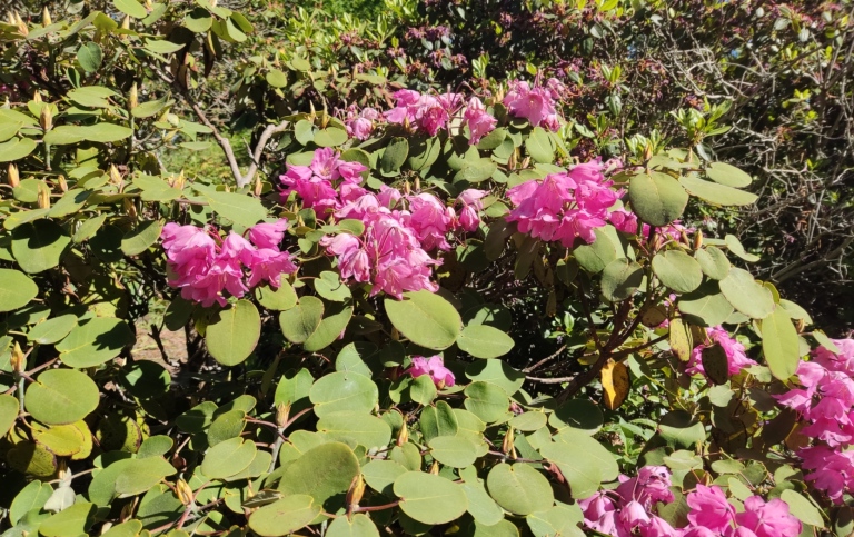 Rhododendron orbiculare