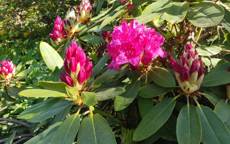 Blommande Rhododendron