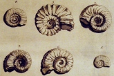 Fossil ur Museum Tessinianum, Carl von Linné, 1753. Tillhör Bergianska biblioteket.