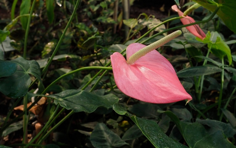 Rosenkalla (Anthurium andraenum)
