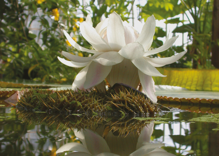 Victoria amazonica