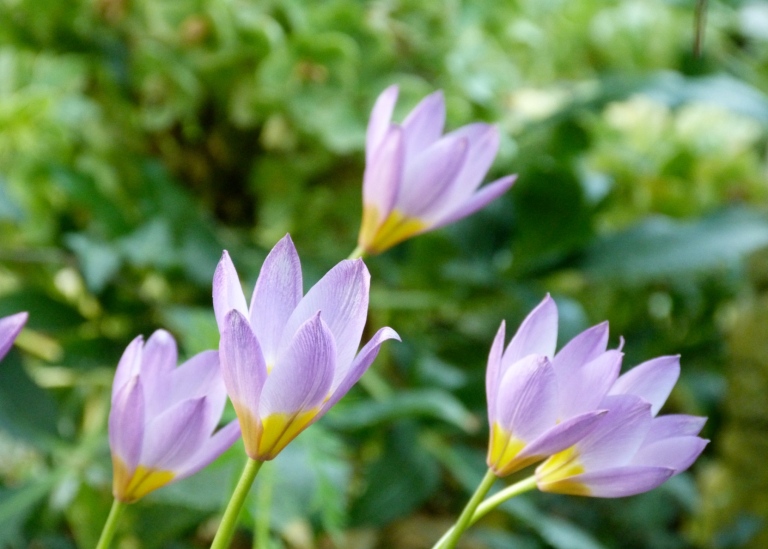 Kretatulpan Tulipa saxatilis. Foto: Bergianska trädgården