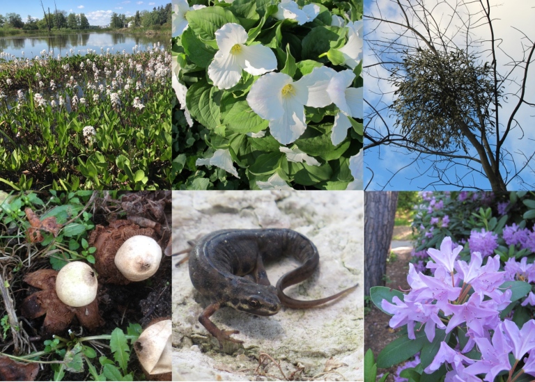 Biologisk mångfald från trädgården. Foto: Bergianska trädgården