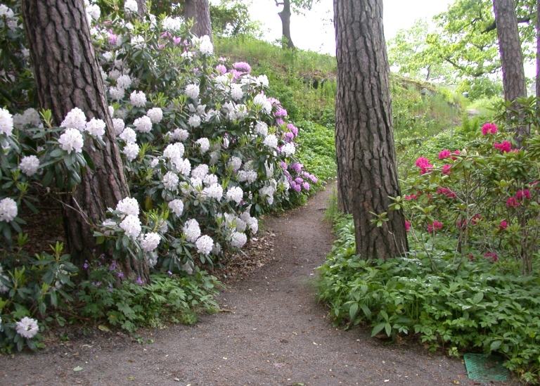 Rododendrondalen i blom. Foto: Bergianska trädgården