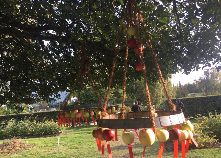 Miniutställning av olika äppelsorter i Frukt- och bärträdgården. Foto: Bergianska trädgården