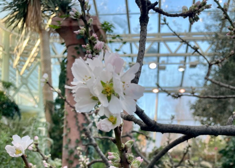 Bild på blommande mandel, Prunus dulcis