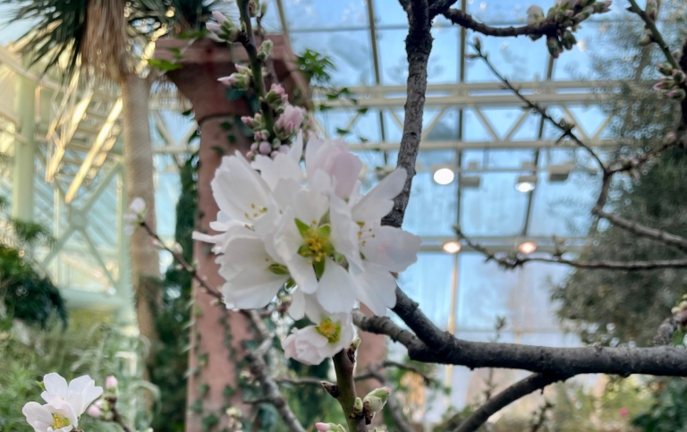 Bild på blommande mandel, Prunus dulcis 
