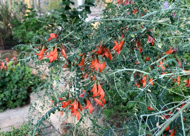 Ballongärt (Lessertia frutescens) i full blom