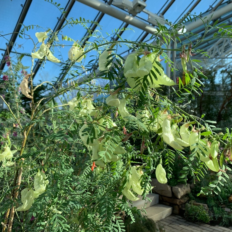 Ballongärt (Lessertia frutescens) i frukt