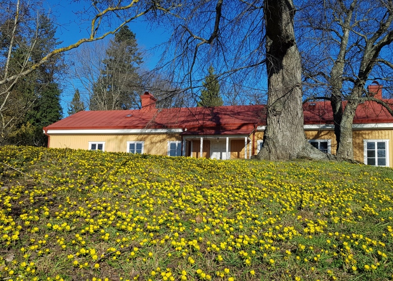 Vintergäck (Eranthis hyemalis) utanför Bleket. Foto: Bergianska trädgården