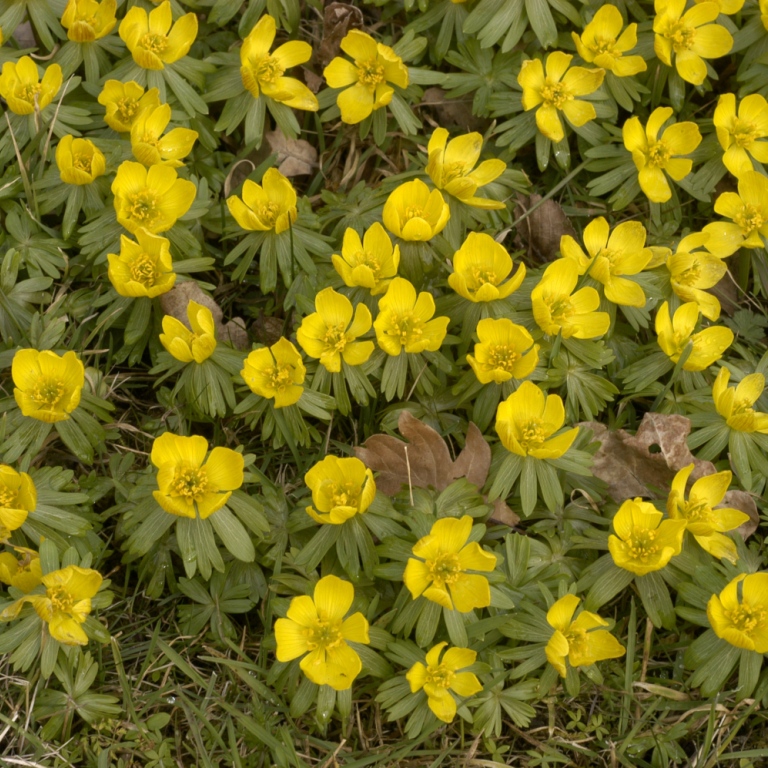 Vintergäck (Eranthis hyemalis). Foto: Bergianska trädgården