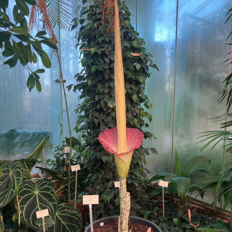 Hybridknölkalla (Amorphophallus 'John Tan') i full blom 2022