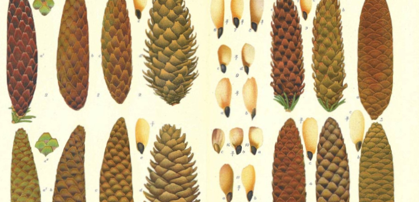 Grankottar ur Veit Wittrocks samling