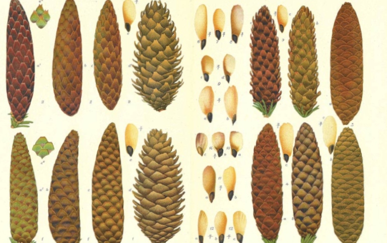 Grankottar ur Veit Wittrocks samling