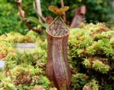 Insektsfångare, Nepenthes gracilis