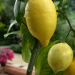 Citron, Citrus x limon Foto: Rakel Norberg