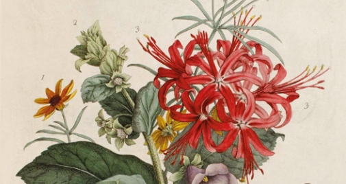 Ur Plantae et papiliones rariores, Georg Dionysius Ehret, 1748-1759.