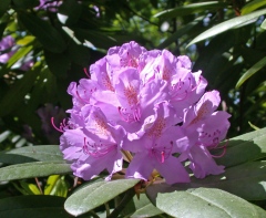 Parkrododendron 