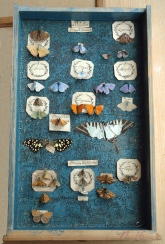 Picture of a drawer of specimens from Clerck's collection